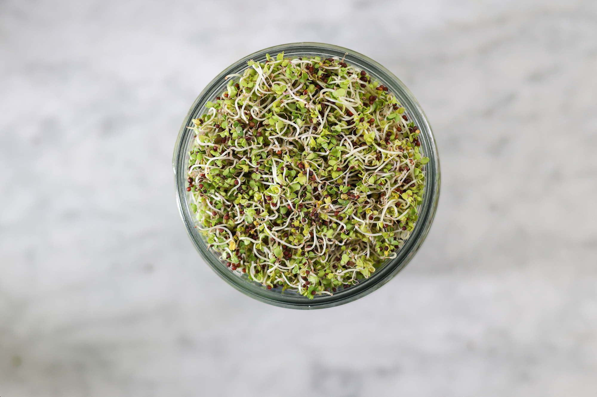 Sprouts and Microgreens: Your Tiny Path to Big Health Benefits