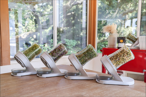 The Microbial Side of Sprouting: How to Grow Safe and Nutritious Sprouts at Home